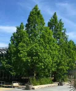 Brighter Blooms Dawn Redwood Tree Arborvitae Trees 8 Brighter Blooms Dawn Redwood Tree Arborvitae Trees
