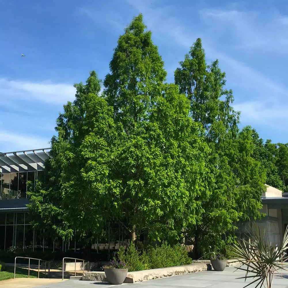 Brighter Blooms Dawn Redwood Tree Arborvitae Trees 3 Brighter Blooms Dawn Redwood Tree Arborvitae Trees
