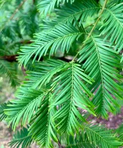 Brighter Blooms Dawn Redwood Tree Arborvitae Trees 9 Brighter Blooms Dawn Redwood Tree Arborvitae Trees