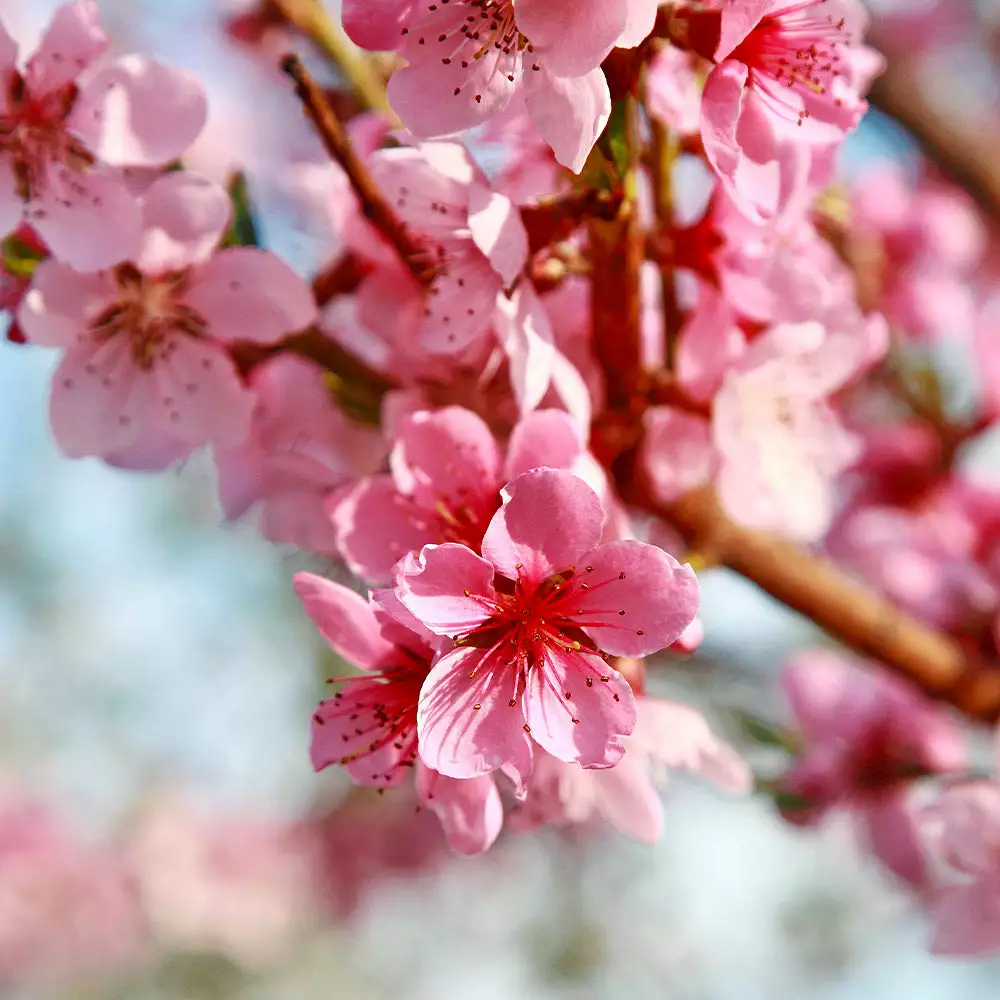Brighter Blooms Reliance Peach Tree Fruit Trees 3 Brighter Blooms Reliance Peach Tree Fruit Trees