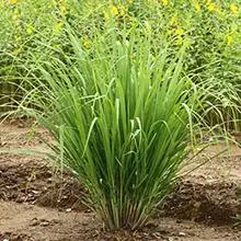 Brighter Blooms Lemon Grass Ornamental Grasses