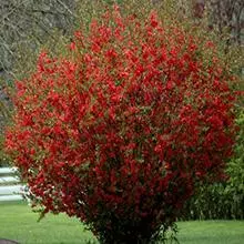 Brighter Blooms Red Flowering Quince Tree