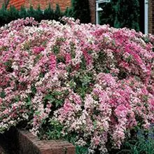 Brighter Blooms Variegated Weigela Shrub Shrubs & Hedges
