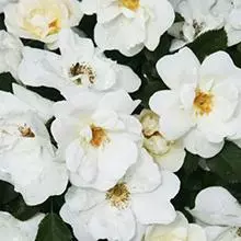 Brighter Blooms White Knock Out® Rose Shrubs & Hedges
