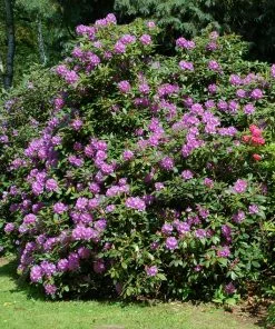Brighter Blooms Shrubs & Hedges Lavender Rhododendron Shrub
