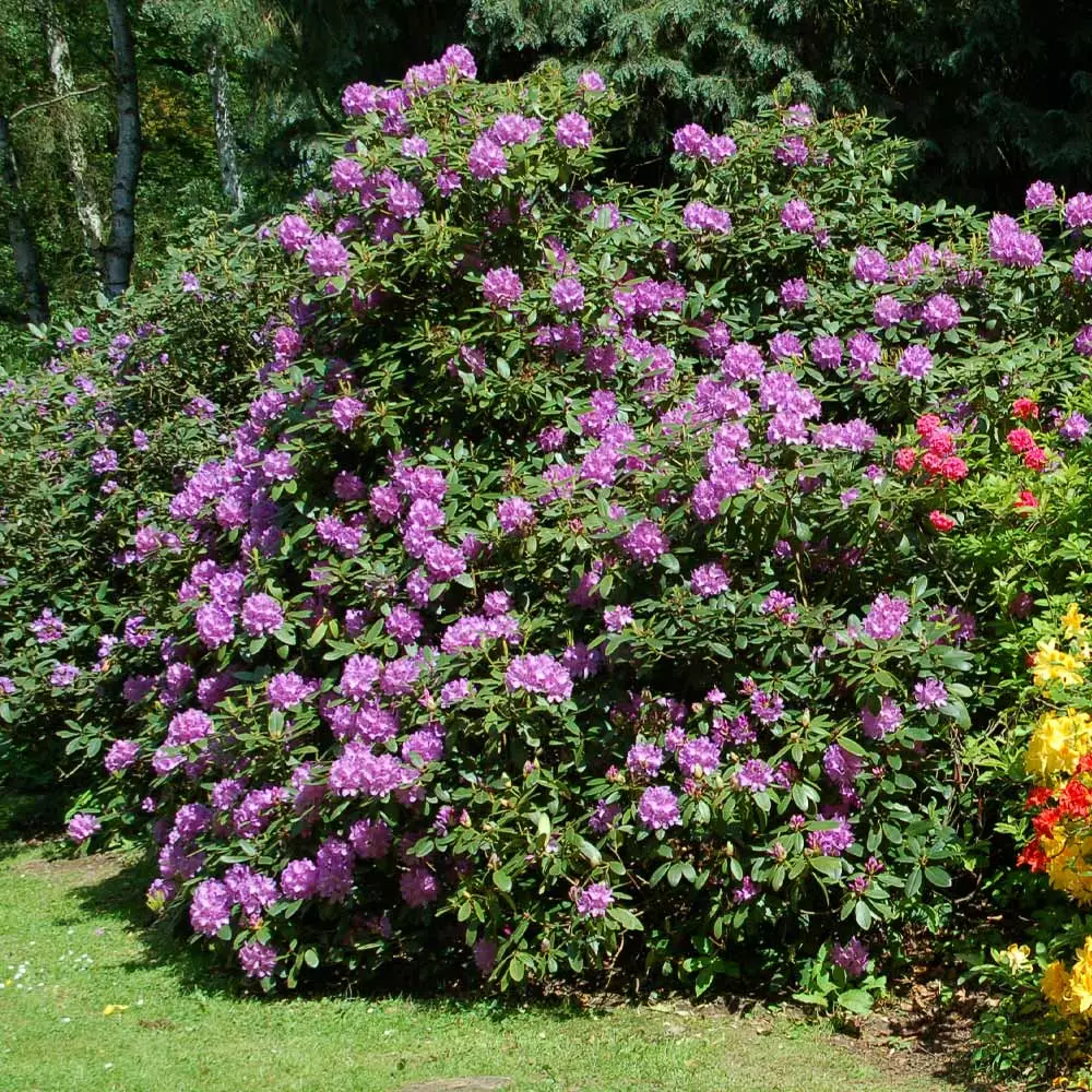 Brighter Blooms Shrubs & Hedges Lavender Rhododendron Shrub 2 Brighter Blooms Shrubs & Hedges Lavender Rhododendron Shrub