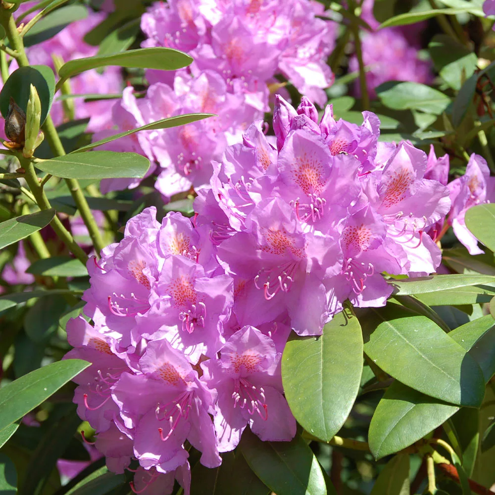 Brighter Blooms Shrubs & Hedges Lavender Rhododendron Shrub 3 Brighter Blooms Shrubs & Hedges Lavender Rhododendron Shrub