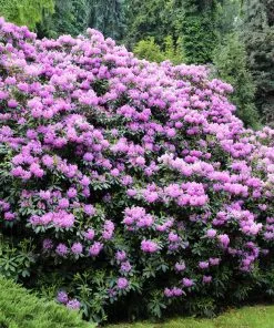 Brighter Blooms Shrubs & Hedges Lavender Rhododendron Shrub 7 Brighter Blooms Shrubs & Hedges Lavender Rhododendron Shrub