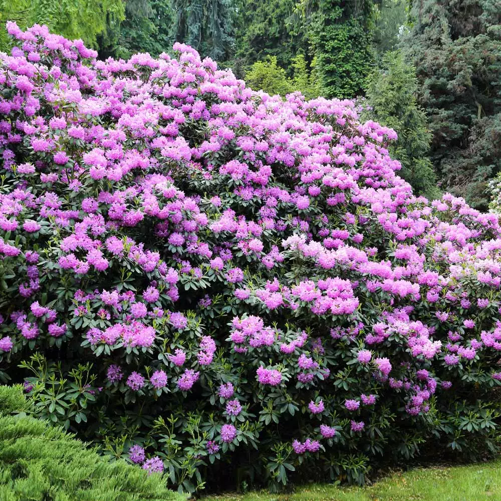 Brighter Blooms Shrubs & Hedges Lavender Rhododendron Shrub 4 Brighter Blooms Shrubs & Hedges Lavender Rhododendron Shrub