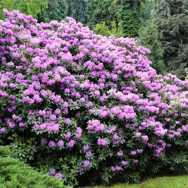 Brighter Blooms Shrubs & Hedges Lavender Rhododendron Shrub 1 Brighter Blooms Shrubs & Hedges Lavender Rhododendron Shrub