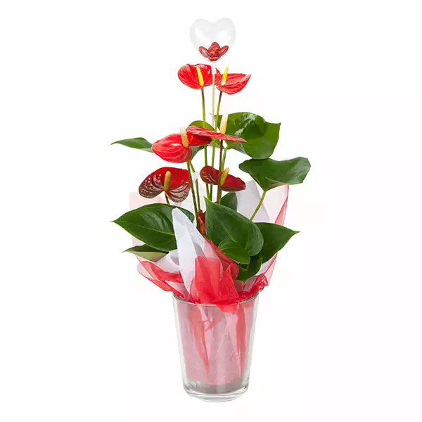 Brighter Blooms Red Anthurium Plant 1 Brighter Blooms Red Anthurium Plant