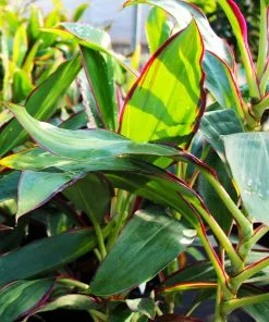 Brighter Blooms Hawaiian Ti Plant 'Rising Sun' 10 Brighter Blooms Hawaiian Ti Plant 'Rising Sun'