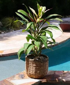 Brighter Blooms Hawaiian Ti Plant 'Rising Sun' 11 Brighter Blooms Hawaiian Ti Plant 'Rising Sun'