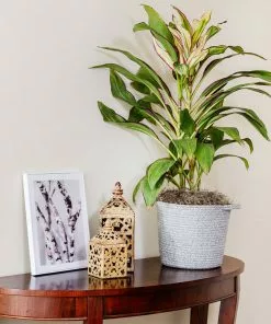 Brighter Blooms Hawaiian Ti Plant 'Rising Sun'