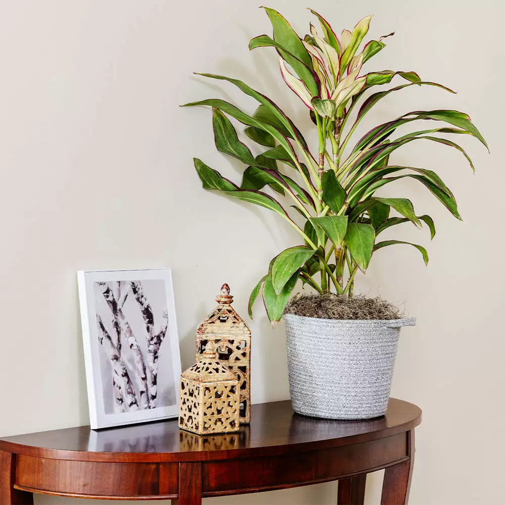 Brighter Blooms Hawaiian Ti Plant 'Rising Sun' 2 Brighter Blooms Hawaiian Ti Plant 'Rising Sun'