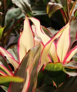 Brighter Blooms Hawaiian Ti Plant 'Rising Sun' 12 Brighter Blooms Hawaiian Ti Plant 'Rising Sun'