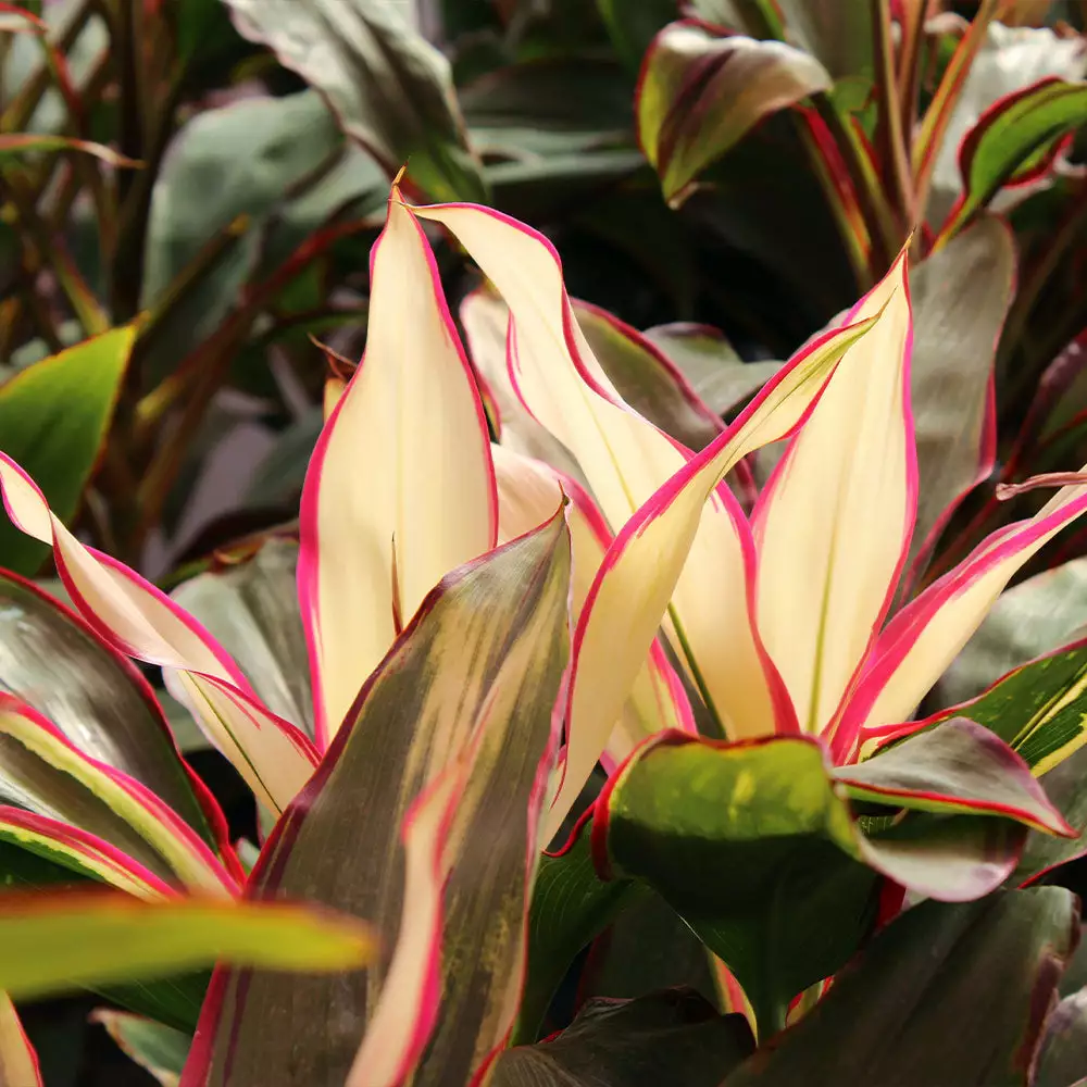 Brighter Blooms Hawaiian Ti Plant 'Rising Sun' 5 Brighter Blooms Hawaiian Ti Plant 'Rising Sun'