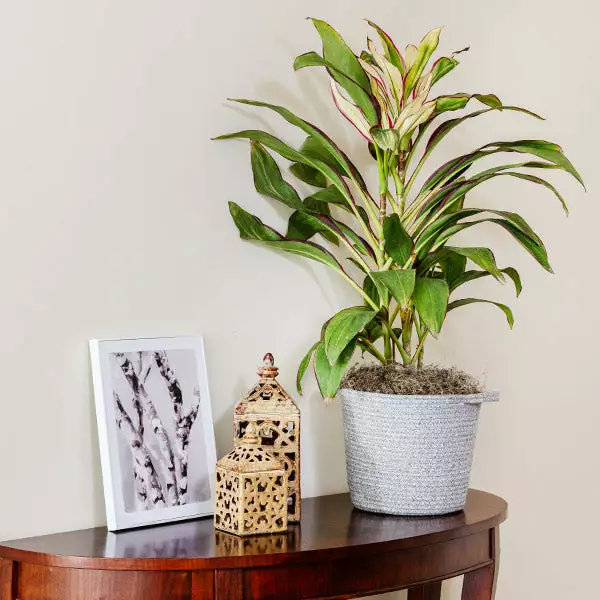 Brighter Blooms Hawaiian Ti Plant 'Rising Sun' 1 Brighter Blooms Hawaiian Ti Plant 'Rising Sun'