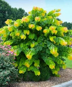 Brighter Blooms The Rising Sun™ Redbud Tree