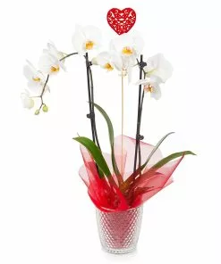 Brighter Blooms SHOP ALL White Orchid Plant