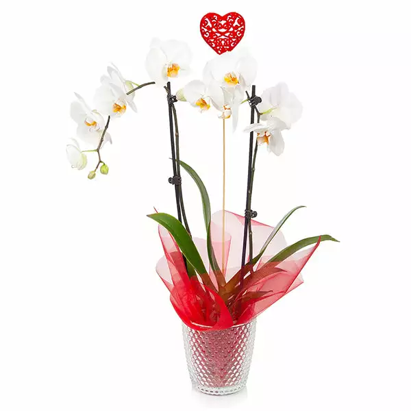 Brighter Blooms SHOP ALL White Orchid Plant 1 Brighter Blooms SHOP ALL White Orchid Plant