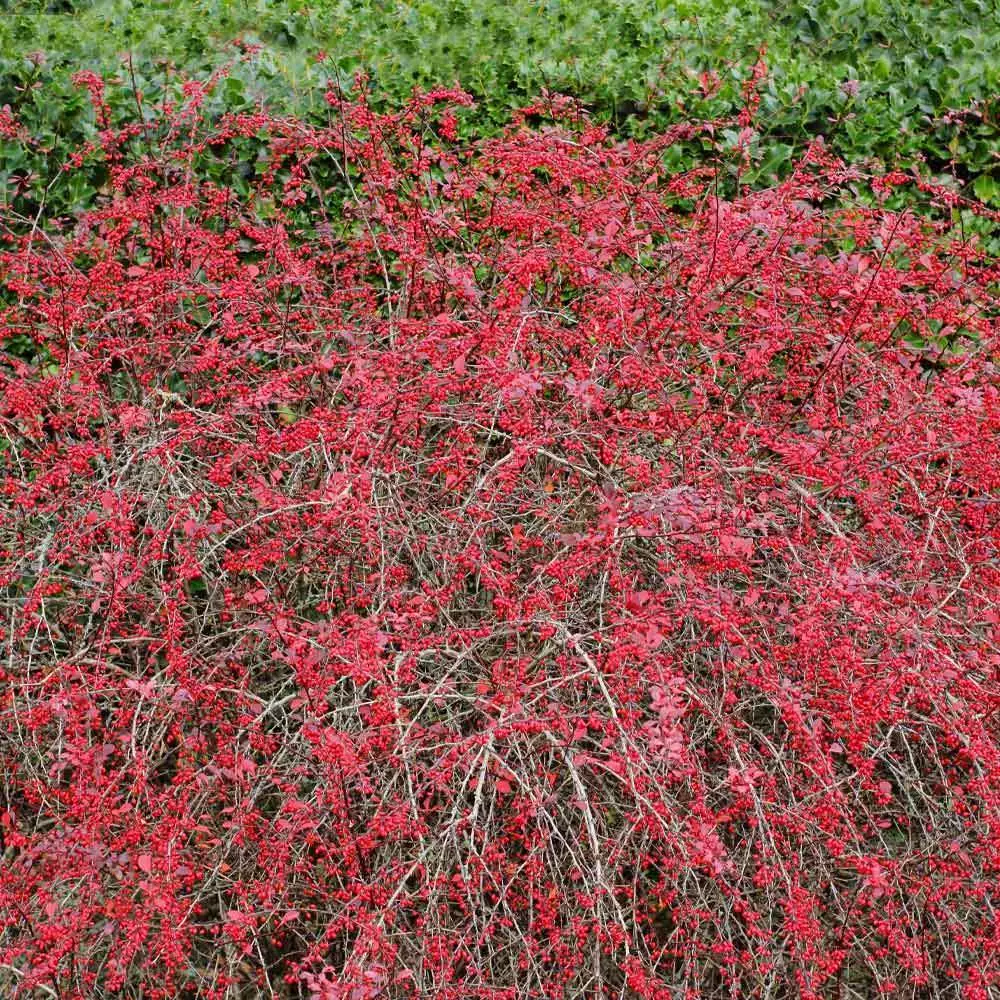 Brighter Blooms Rose Glow Barberry Shrub 4 Brighter Blooms Rose Glow Barberry Shrub