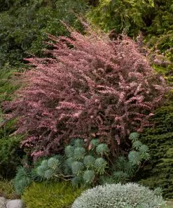 Brighter Blooms Rose Glow Barberry Shrub 9 Brighter Blooms Rose Glow Barberry Shrub