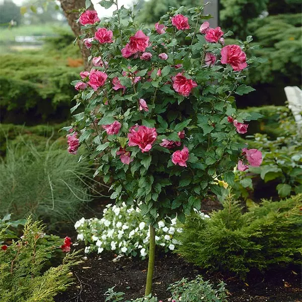 Brighter Blooms Red Rose Of Sharon Althea Tree Flowering Trees 1 Brighter Blooms Red Rose Of Sharon Althea Tree Flowering Trees