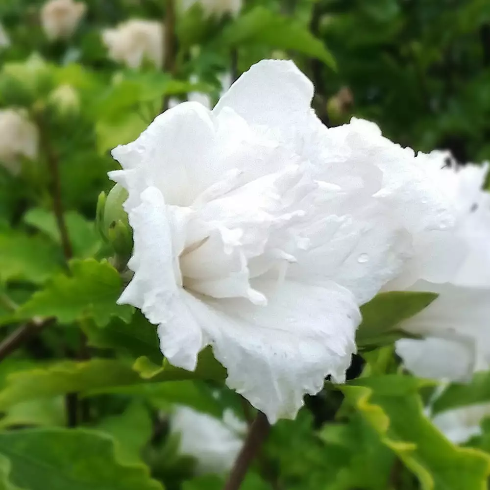 Brighter Blooms White Rose Of Sharon Althea Tree Shrubs & Hedges 3 Brighter Blooms White Rose Of Sharon Althea Tree Shrubs & Hedges