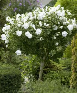 Brighter Blooms White Rose Of Sharon Althea Tree Shrubs & Hedges