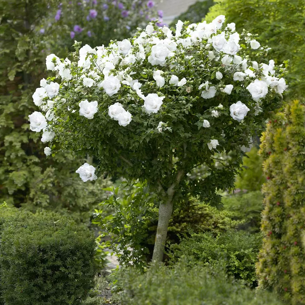 Brighter Blooms White Rose Of Sharon Althea Tree Shrubs & Hedges 2 Brighter Blooms White Rose Of Sharon Althea Tree Shrubs & Hedges