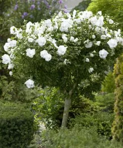 Brighter Blooms White Rose Of Sharon Althea Tree Shrubs & Hedges