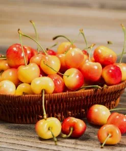 Brighter Blooms Royal Ann Cherry 6 Brighter Blooms Royal Ann Cherry