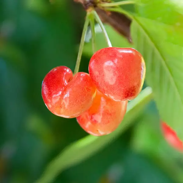 Brighter Blooms Royal Ann Cherry 1 Brighter Blooms Royal Ann Cherry