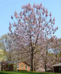Brighter Blooms Royal Empress Tree Flowering Trees 9 Brighter Blooms Royal Empress Tree Flowering Trees