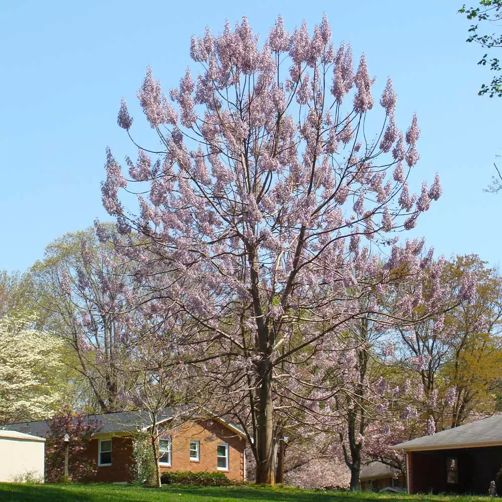 Brighter Blooms Royal Empress Tree Flowering Trees 3 Brighter Blooms Royal Empress Tree Flowering Trees