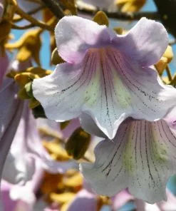 Brighter Blooms Royal Empress Tree Flowering Trees 13 Brighter Blooms Royal Empress Tree Flowering Trees