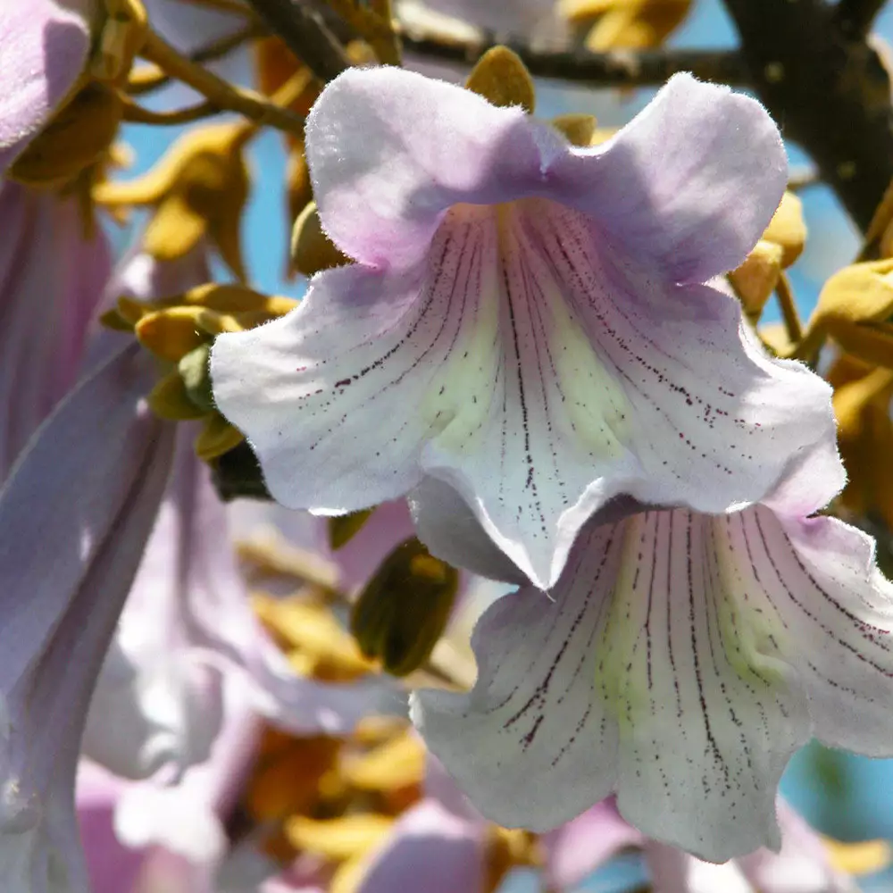 Brighter Blooms Royal Empress Tree Flowering Trees 7 Brighter Blooms Royal Empress Tree Flowering Trees