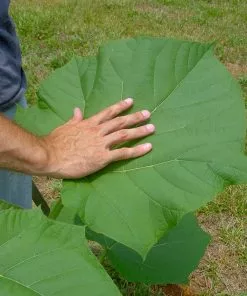 Brighter Blooms Royal Empress Tree Flowering Trees 12 Brighter Blooms Royal Empress Tree Flowering Trees