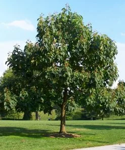 Brighter Blooms Royal Empress Tree Flowering Trees 10 Brighter Blooms Royal Empress Tree Flowering Trees