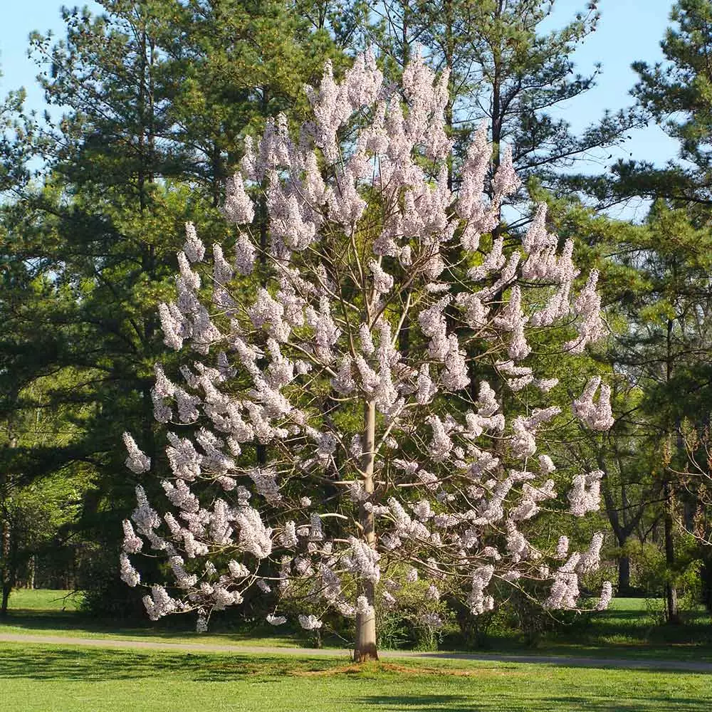 Brighter Blooms Royal Empress Tree Flowering Trees 2 Brighter Blooms Royal Empress Tree Flowering Trees