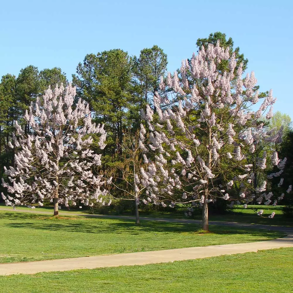 Brighter Blooms Royal Empress Tree Flowering Trees 5 Brighter Blooms Royal Empress Tree Flowering Trees
