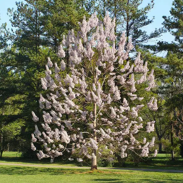 Brighter Blooms Royal Empress Tree Flowering Trees 1 Brighter Blooms Royal Empress Tree Flowering Trees