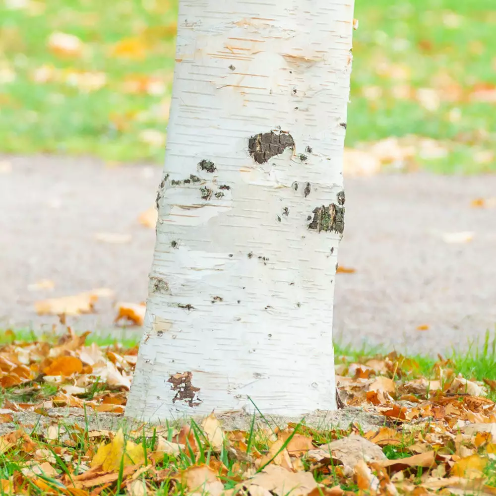 Brighter Blooms Royal Frost Birch Shade Trees 3 Brighter Blooms Royal Frost Birch Shade Trees