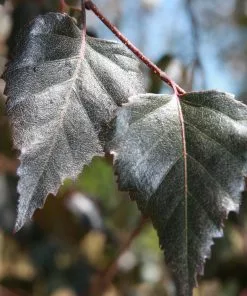 Brighter Blooms Royal Frost Birch Shade Trees