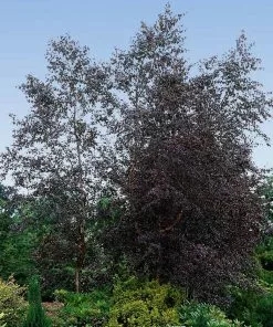 Brighter Blooms Royal Frost Birch Shade Trees 7 Brighter Blooms Royal Frost Birch Shade Trees