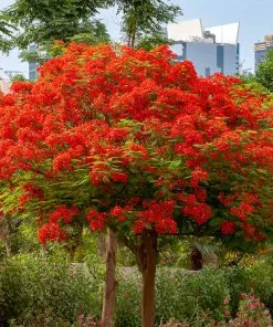 Brighter Blooms Flowering Trees Royal Poinciana Tree