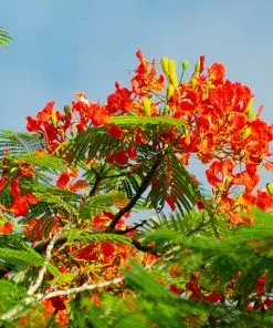 Brighter Blooms Flowering Trees Royal Poinciana Tree