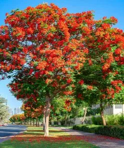 Brighter Blooms Flowering Trees Royal Poinciana Tree