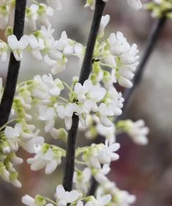 Brighter Blooms Royal White Redbud Tree Flowering Trees